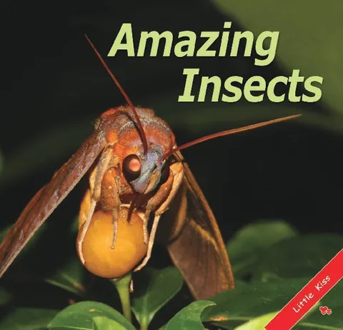 Amazing Insects