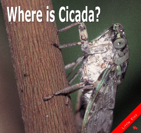 Where is Cicada?