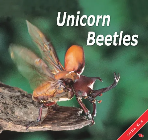 Unicorn Beetles