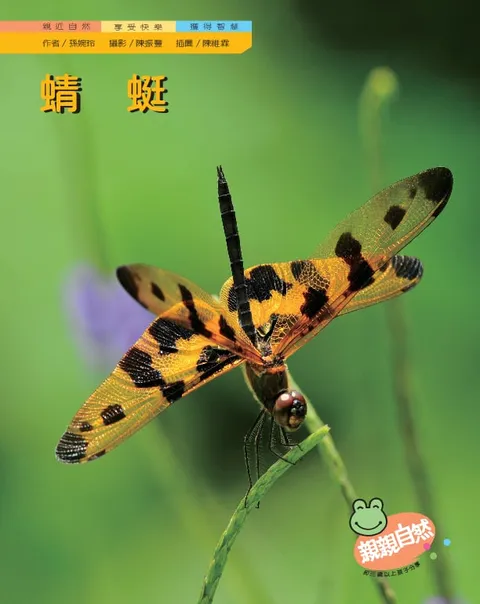 蜻蜓