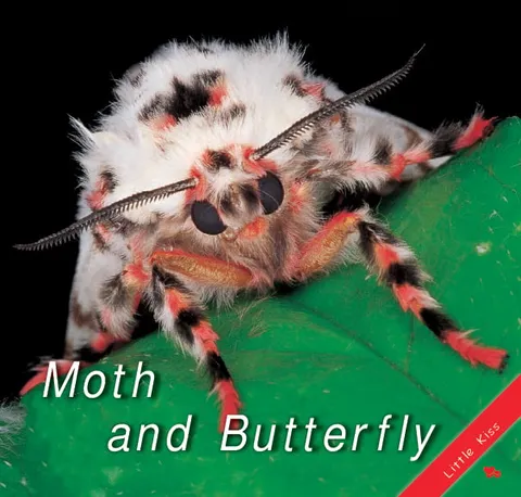 Moth and Butterfly