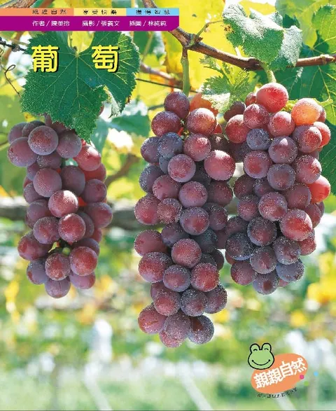 葡萄