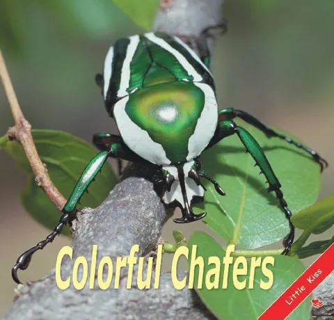 Colorful Chafers